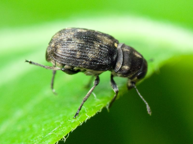 Rhaphitropis marchica (Herbst, 1797)